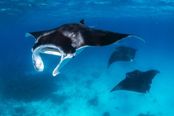 Snorkel with Seabird - Manta Ray